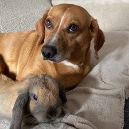 Pilou et tobby profile