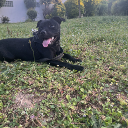 Nala profile