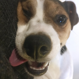 Max profile