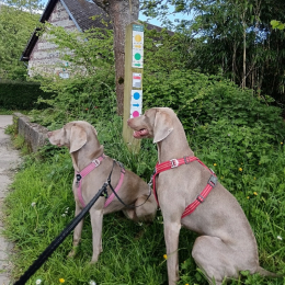 April et tiha profile