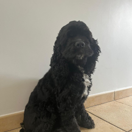 Paco profile