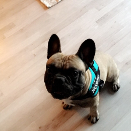 Loki  profile