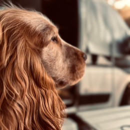 Lilly profile