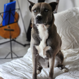 Sisu profile