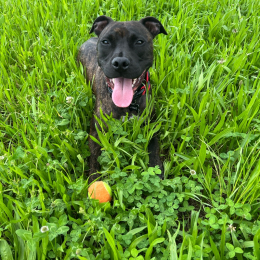 Jango profile
