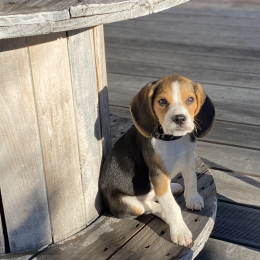Hubert profile
