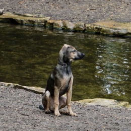 Simba profile