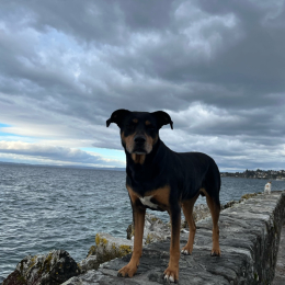 Déby-hai can-cannaille profile