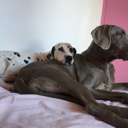 Leika & navy profile