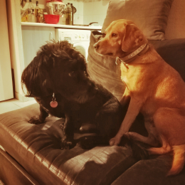 Maya et cookie profile