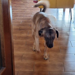 Ciro profile