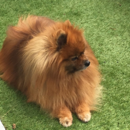 Bulle profile