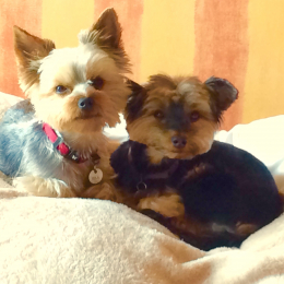 Lulu et lola  profile