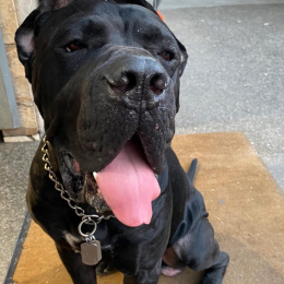 Drogo profile