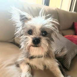 Yoda profile