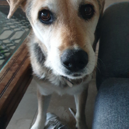 Doggo profile