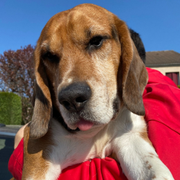 Sniki profile