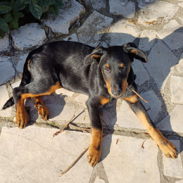 Vaika profile