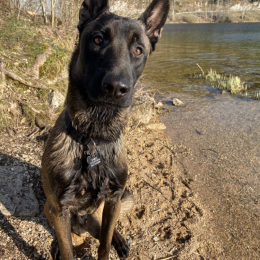 Bailey profile