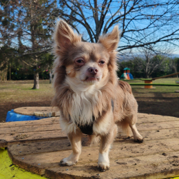 Tiago profile