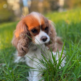 Olympe profile