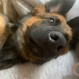 Stella profile