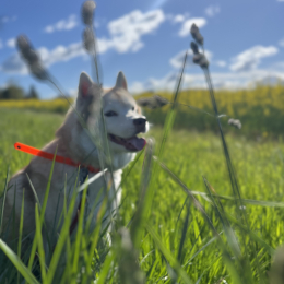 Mila profile