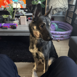 Tayco profile