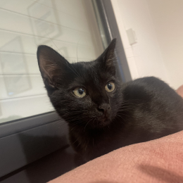 Black profile