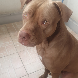 Doggo profile
