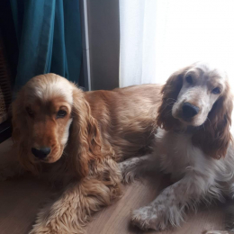 Prince et romy profile