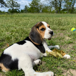 Suzie profile