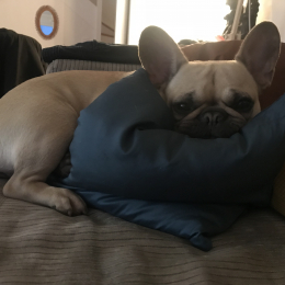 Maya profile