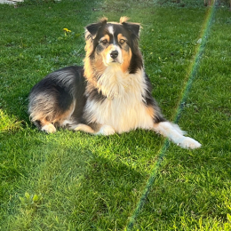 Jeko profile