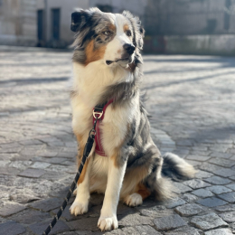 Rully profile