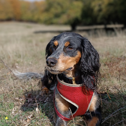 Lilly profile
