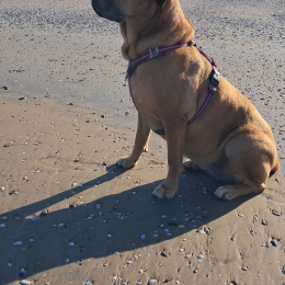 Nala profile