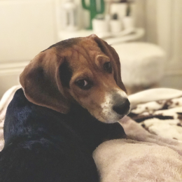 Doggo profile