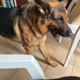 Rajan et callas profile