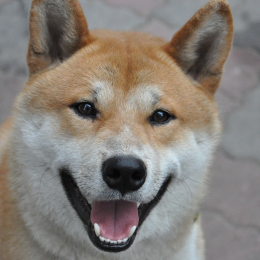 Doggo profile