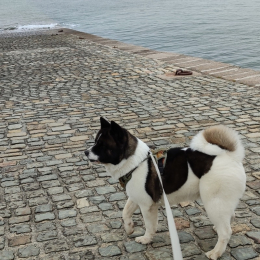 Delphine profile