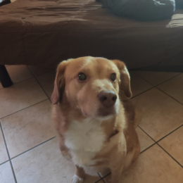 Choowey profile