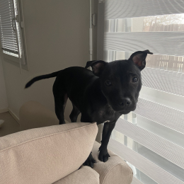 Nala profile