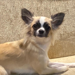 Lili profile