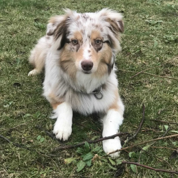 Charlie profile