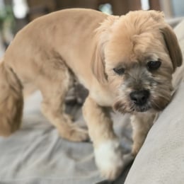 Elliot profile