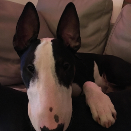 Odin profile