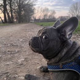 Gennaro profile