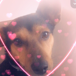 Pilou profile