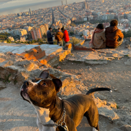 Paco profile